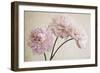 3 Pink Peonies on Light Brown-Tom Quartermaine-Framed Giclee Print