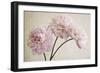 3 Pink Peonies on Light Brown-Tom Quartermaine-Framed Giclee Print