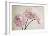 3 Pink Peonies on Light Brown-Tom Quartermaine-Framed Giclee Print