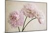 3 Pink Peonies on Light Brown-Tom Quartermaine-Mounted Giclee Print