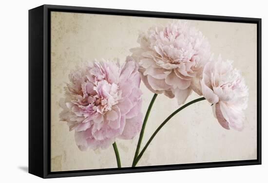 3 Pink Peonies on Light Brown-Tom Quartermaine-Framed Stretched Canvas