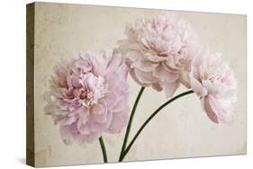 3 Pink Peonies on Light Brown-Tom Quartermaine-Stretched Canvas