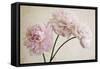 3 Pink Peonies on Light Brown-Tom Quartermaine-Framed Stretched Canvas