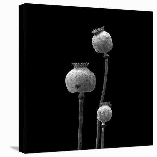 3 Poppy Heads BW-Tom Quartermaine-Stretched Canvas