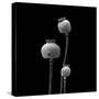 3 Poppy Heads BW-Tom Quartermaine-Stretched Canvas