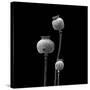 3 Poppy Heads BW-Tom Quartermaine-Stretched Canvas