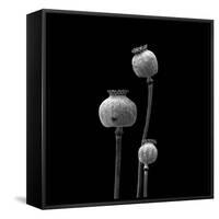 3 Poppy Heads BW-Tom Quartermaine-Framed Stretched Canvas