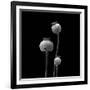 3 Poppy Heads BW-Tom Quartermaine-Framed Giclee Print