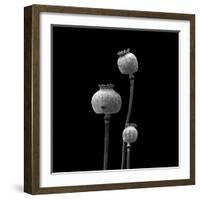 3 Poppy Heads BW-Tom Quartermaine-Framed Giclee Print