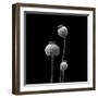 3 Poppy Heads BW-Tom Quartermaine-Framed Giclee Print