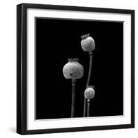 3 Poppy Heads BW-Tom Quartermaine-Framed Giclee Print