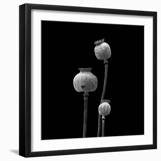 3 Poppy Heads BW-Tom Quartermaine-Framed Giclee Print