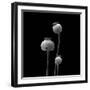 3 Poppy Heads BW-Tom Quartermaine-Framed Giclee Print