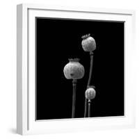 3 Poppy Heads BW-Tom Quartermaine-Framed Giclee Print