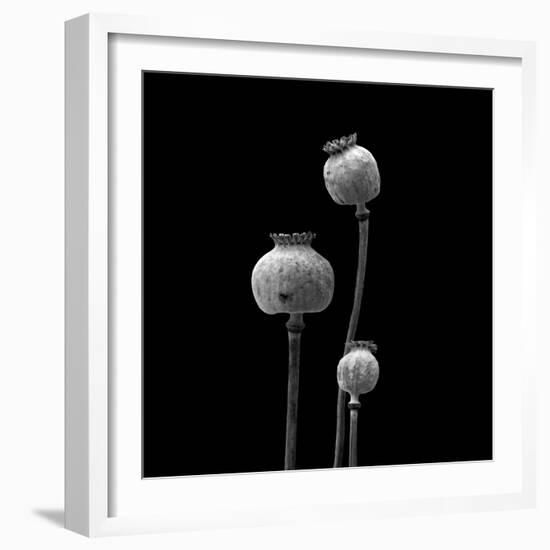 3 Poppy Heads BW-Tom Quartermaine-Framed Giclee Print