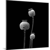 3 Poppy Heads BW-Tom Quartermaine-Mounted Giclee Print