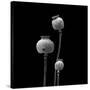 3 Poppy Heads BW-Tom Quartermaine-Stretched Canvas