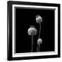 3 Poppy Heads BW-Tom Quartermaine-Framed Giclee Print