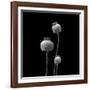 3 Poppy Heads BW-Tom Quartermaine-Framed Giclee Print