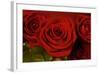 3 Red Roses-Tom Quartermaine-Framed Giclee Print