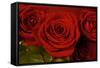 3 Red Roses-Tom Quartermaine-Framed Stretched Canvas