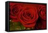 3 Red Roses-Tom Quartermaine-Framed Stretched Canvas