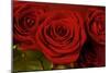 3 Red Roses-Tom Quartermaine-Mounted Giclee Print