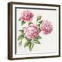 3 Roses-Janneke Brinkman-Salentijn-Framed Giclee Print