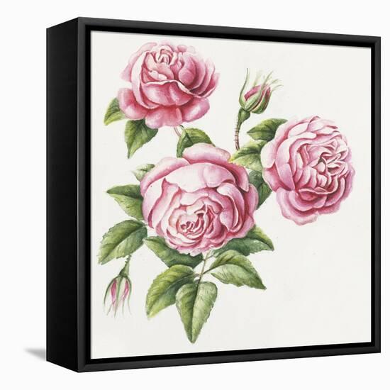 3 Roses-Janneke Brinkman-Salentijn-Framed Stretched Canvas