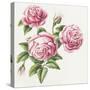 3 Roses-Janneke Brinkman-Salentijn-Stretched Canvas