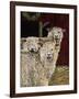 3 Sheep with their Tongues Hanging Out and the Curly Wool Hanging over their Left Eye-Jan Panico-Framed Giclee Print