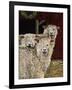 3 Sheep with their Tongues Hanging Out and the Curly Wool Hanging over their Left Eye-Jan Panico-Framed Giclee Print