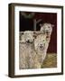 3 Sheep with their Tongues Hanging Out and the Curly Wool Hanging over their Left Eye-Jan Panico-Framed Giclee Print