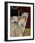 3 Sheep with their Tongues Hanging Out and the Curly Wool Hanging over their Left Eye-Jan Panico-Framed Giclee Print