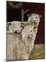 3 Sheep with their Tongues Hanging Out and the Curly Wool Hanging over their Left Eye-Jan Panico-Mounted Giclee Print