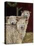 3 Sheep with their Tongues Hanging Out and the Curly Wool Hanging over their Left Eye-Jan Panico-Stretched Canvas