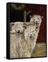 3 Sheep with their Tongues Hanging Out and the Curly Wool Hanging over their Left Eye-Jan Panico-Framed Stretched Canvas