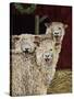 3 Sheep with their Tongues Hanging Out and the Curly Wool Hanging over their Left Eye-Jan Panico-Stretched Canvas