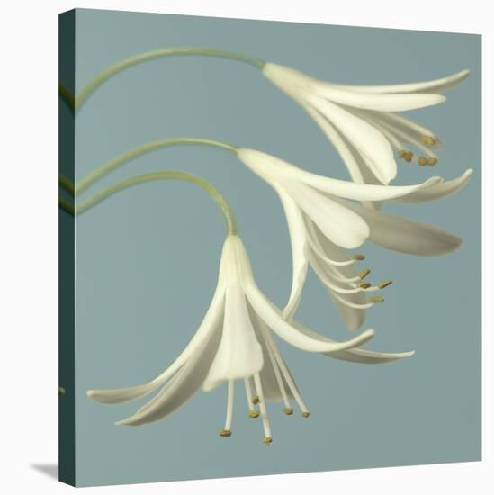 3 Snowdrops on Blue-Tom Quartermaine-Stretched Canvas