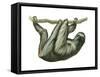 3-Toed Sloth (Bradypus Tridactylus), Mammals-Encyclopaedia Britannica-Framed Stretched Canvas