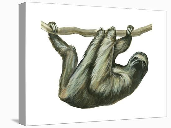 3-Toed Sloth (Bradypus Tridactylus), Mammals-Encyclopaedia Britannica-Stretched Canvas