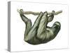 3-Toed Sloth (Bradypus Tridactylus), Mammals-Encyclopaedia Britannica-Stretched Canvas