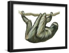 3-Toed Sloth (Bradypus Tridactylus), Mammals-Encyclopaedia Britannica-Framed Poster