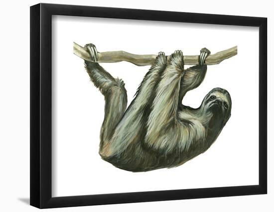 3-Toed Sloth (Bradypus Tridactylus), Mammals-Encyclopaedia Britannica-Framed Poster