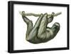 3-Toed Sloth (Bradypus Tridactylus), Mammals-Encyclopaedia Britannica-Framed Poster