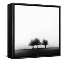 3 Trees in Fog-Rory Garforth-Framed Stretched Canvas