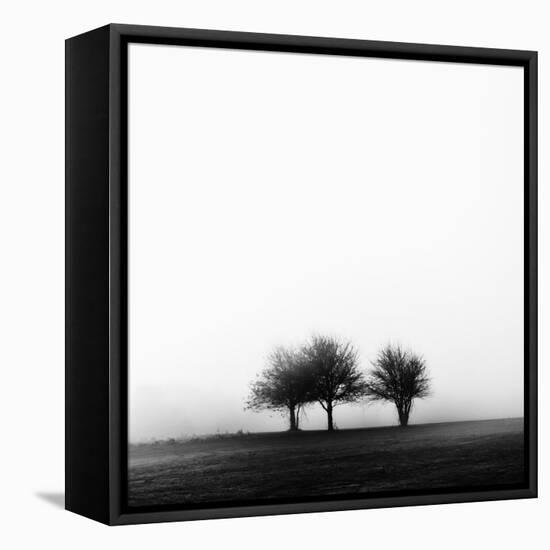 3 Trees in Fog-Rory Garforth-Framed Stretched Canvas