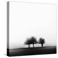 3 Trees in Fog-Rory Garforth-Stretched Canvas