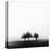 3 Trees in Fog-Rory Garforth-Stretched Canvas