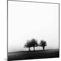 3 Trees in Fog-Rory Garforth-Mounted Photographic Print